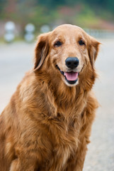 Golden Retriever dog sit on the road and stare the camera