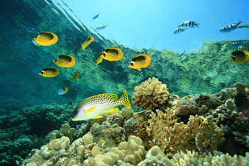 Fototapeta na wymiar School of Fish:Butterflyfish and Sweetlips on coral reef