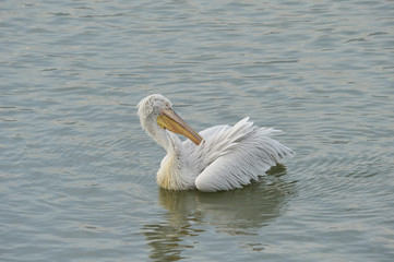 Pelican  in Lake