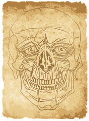 skull on old paper