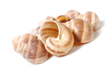 group of Beautiful sea shell. isolated on white background