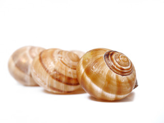 group of Beautiful sea shell. isolated on white background
