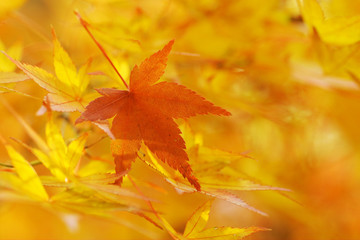 鮮やかなもみじ