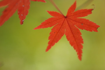 赤いカエデの葉