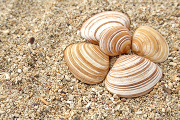 Coquillages et sable blanc