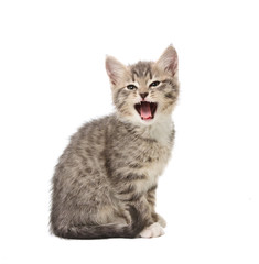 yawning kitten