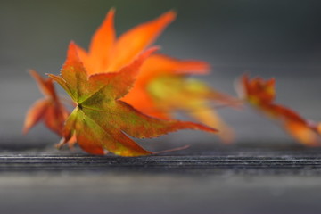 オレンジ色の落ち葉