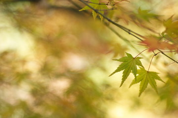 もうすぐ紅葉