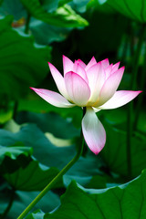 Lotus flower blooming