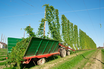 Harvester in a Hop Plantage