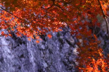 赤いカエデの葉