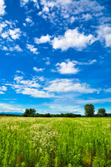 Fototapeta premium Beautiful rural landscape from Italy
