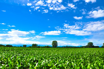 Corn field under a vivid blue sky