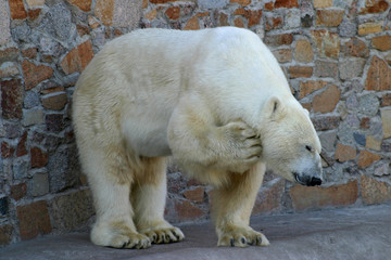 White bear combs his neck at zoo