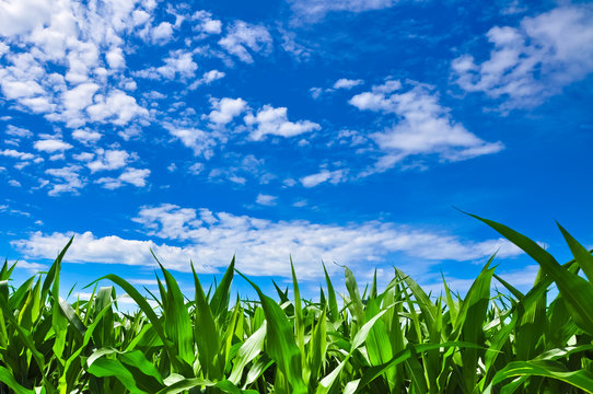 Corn field under a vivid blue sky
