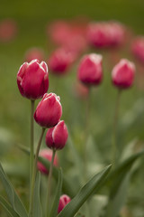 Tulipany .