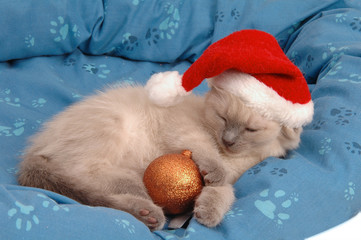 Gattino Natalizio con addobbo