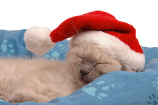 Gattino Natalizio che dorme beato