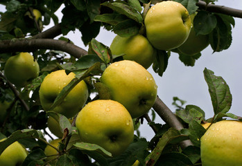 Rain drops at the apples