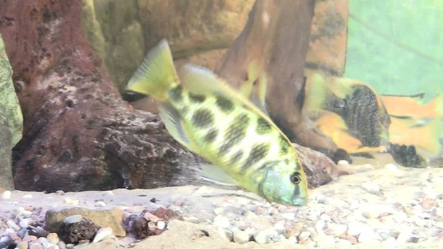 Malawi Barsche