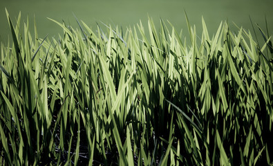 Obraz premium Gras