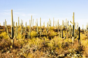Saguaro National Park, Arizona, USA - obrazy, fototapety, plakaty