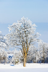 Orlicke Mountains in winter, Czech Republic