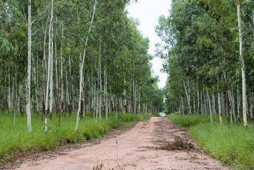 Fototapeta na wymiar Eucalyptus drogowy