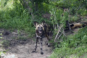 African wild dog, Selous National Park, Tanzania