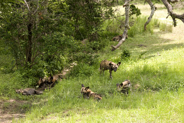 African wild dogs, Selous National Park, Tanzania