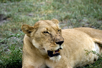 Lioness, Selous National Park, Tanzania