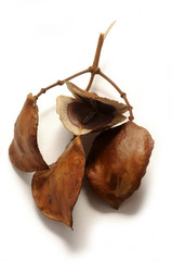 Jacaranda mimosifolia - Sudamerica