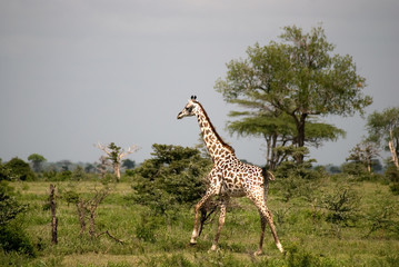 Masaai giraffes, Selous National Park, Tanzania
