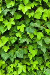Ivy background