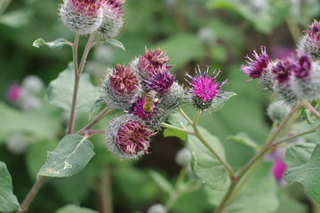 bee on the burdock
