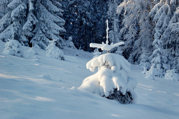 Obraz na płótnie Canvas Winter landscape in mountains