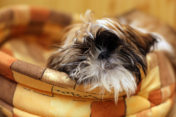 PIES RASY SHIH-TZU © malekimage
