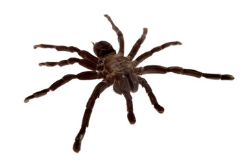 Tarantula