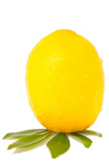 Studio shot of the lemon on white background