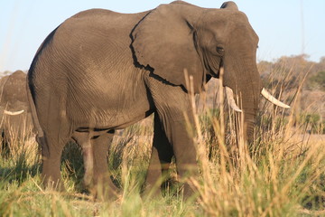 Obraz premium Elefant beim Fressen