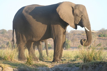 Fototapeta na wymiar Elefant beim Fressen