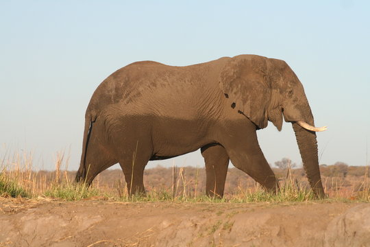 Elefant beim Sonnen