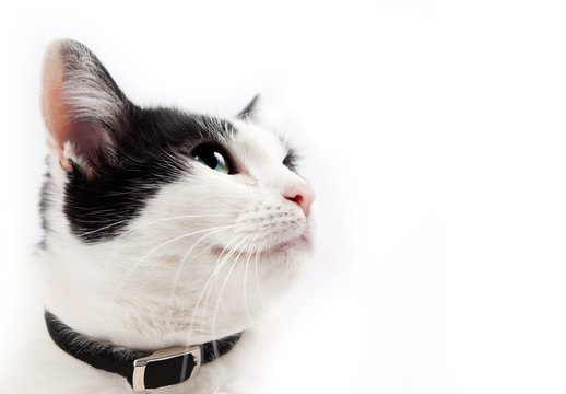 retrato de gato mirando con espacio en blanco