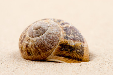 Schneckenhaus im Sand