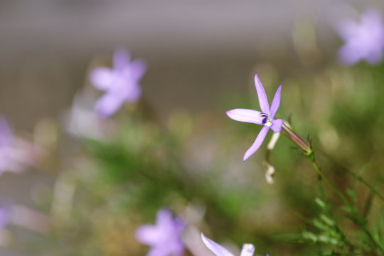 イソトマ(Isotoma Axillaris)