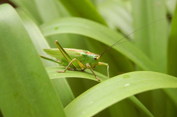 grashüpfer
