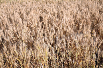 Wheat Field