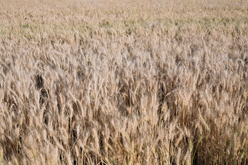 Wheat Field