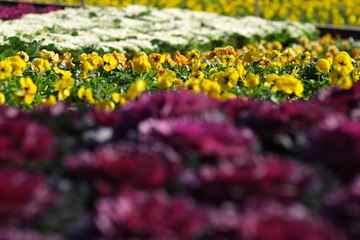 パンジーと葉牡丹