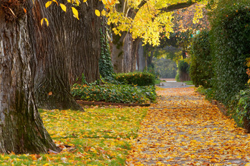 Neighborhood sidewalk